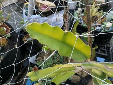 5X30FT Trellis Netting Square Mesh